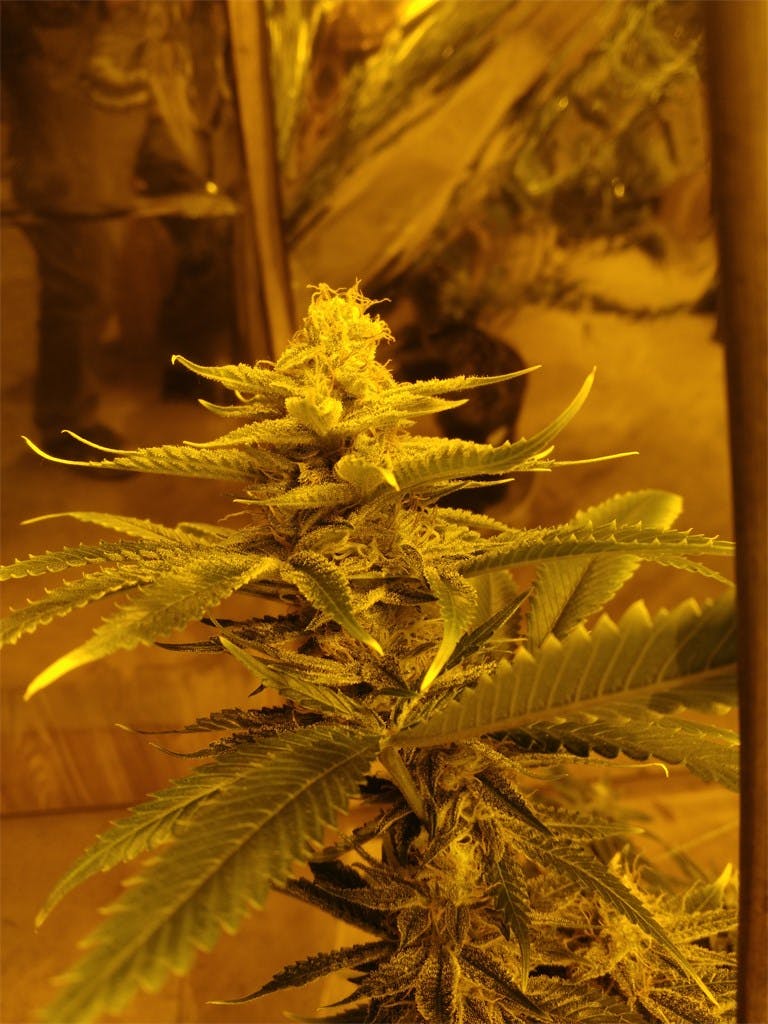 Dairy Queen Weed Strain Information Leafly