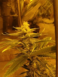 User uploaded image of Dairy Queen