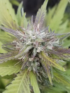 User uploaded image of Dairy Queen