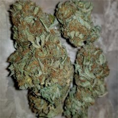 User uploaded image of Dakini Kush