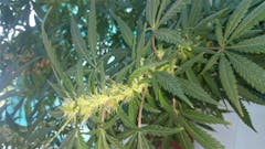 User uploaded image of Damnesia