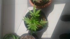 User uploaded image of Damnesia