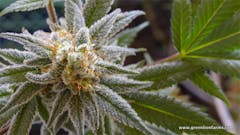 User uploaded image of Danky Doodle