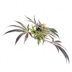 User uploaded image of Dark Side of the Moon