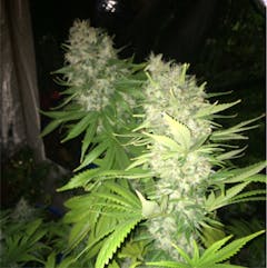 User uploaded image of Dark Star