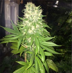 User uploaded image of Dark Star