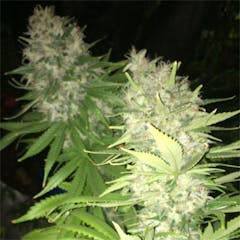 User uploaded image of Dark Star