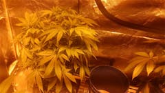 User uploaded image of Dawg's Waltz