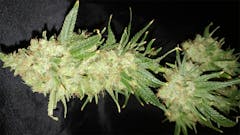 User uploaded image of Deadwood