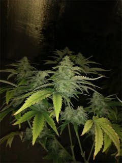 User uploaded image of Death Star