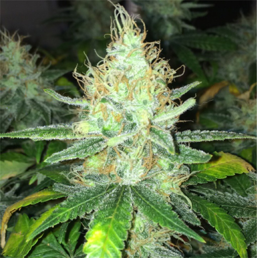 Delahaze Aka Luminarium Marijuana Strain Information Leafly