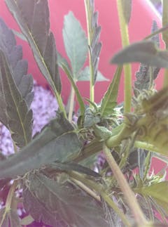 User uploaded image of DelaHaze