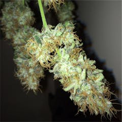 User uploaded image of DelaHaze