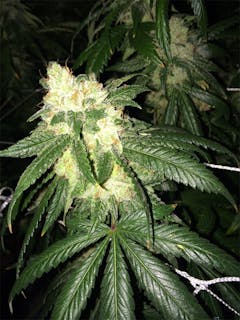 User uploaded image of Denver Maple