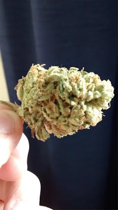 User uploaded image of Denver Maple