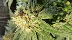 User uploaded image of Devil Fruit