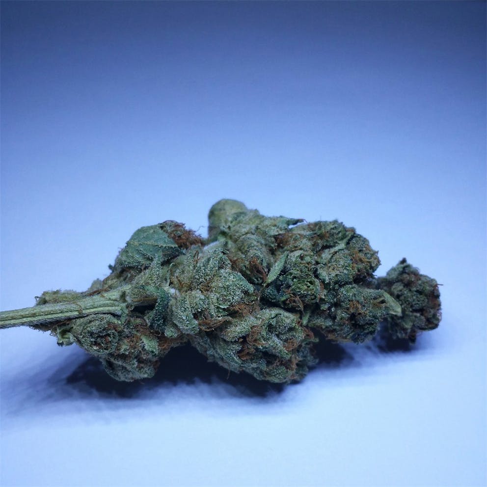 photos-of-diablo-weed-strain-buds-leafly