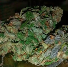 User uploaded image of Dieseltonic