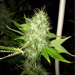 User uploaded image of Dinachem