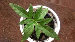 User uploaded image of Disney Blue