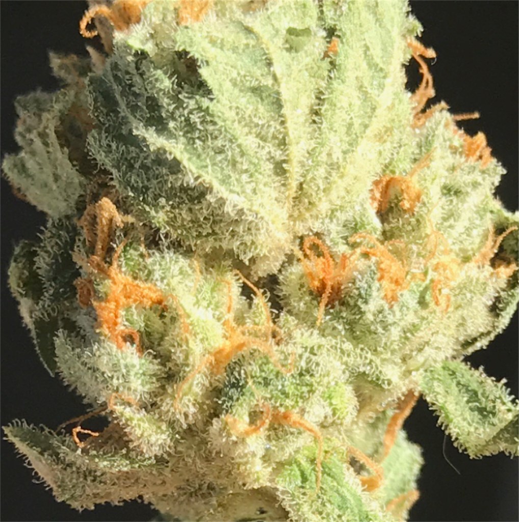 Dizzy OG Cannabis Strain Information