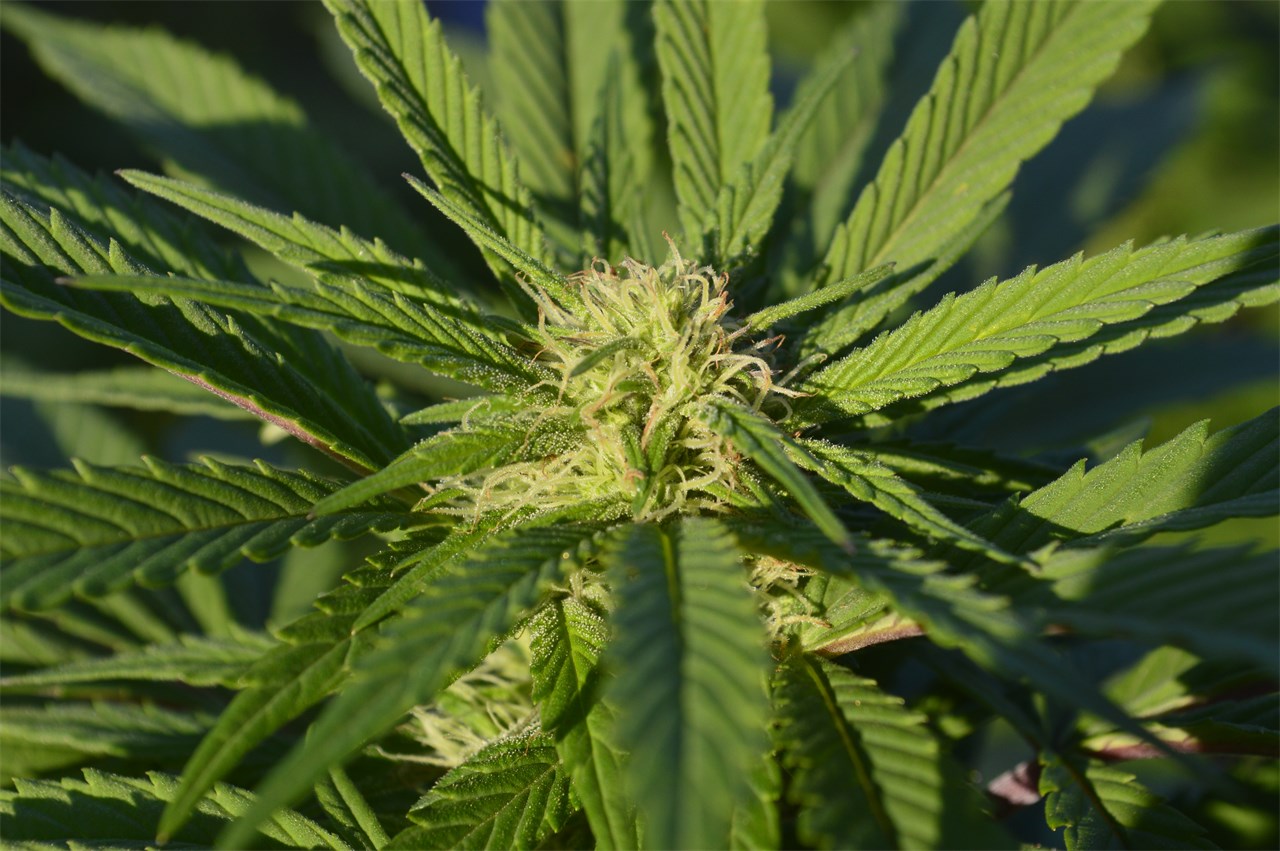 DJ Short Blueberry aka True Blueberry Weed Strain