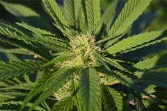 User uploaded image of DJ Short Blueberry