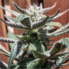 User uploaded image of DJ Short Blueberry