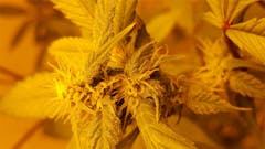 User uploaded image of Django