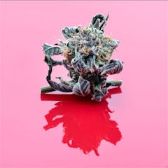 User uploaded image of Dog Shit