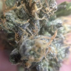 User uploaded image of Dogwalker OG