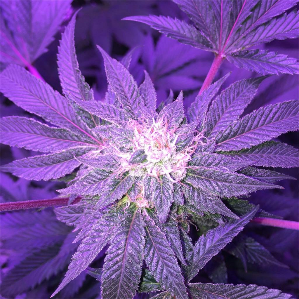 Dogwalker OG aka Dogwalker, Dawg Walker OG, Dawg Walker Weed Strain