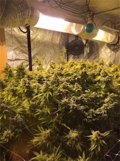 User uploaded image of Dogwalker OG