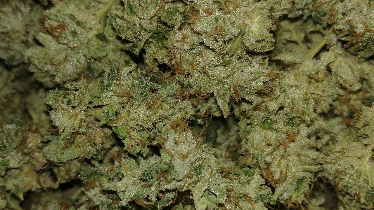 Dogwalker OG aka Dogwalker, Dawg Walker OG, Dawg Walker Weed Strain
