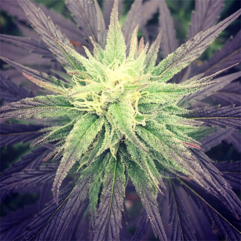 Dogwalker OG aka Dogwalker, Dawg Walker OG, Dawg Walker Weed Strain