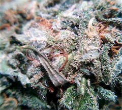 User uploaded image of Domino