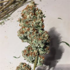 User uploaded image of Don Shula