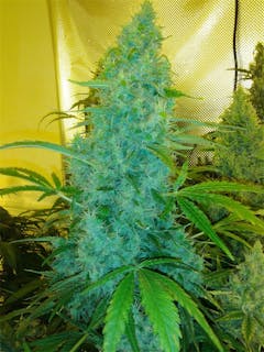 User uploaded image of Double Dutch