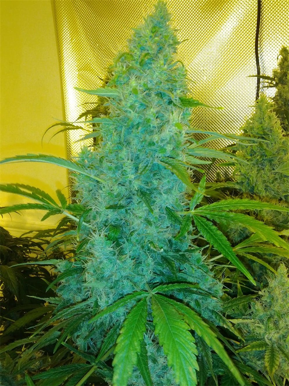 Photos of Double Dutch Weed Strain Buds Leafly