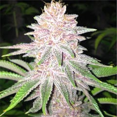 User uploaded image of Double Purple Doja