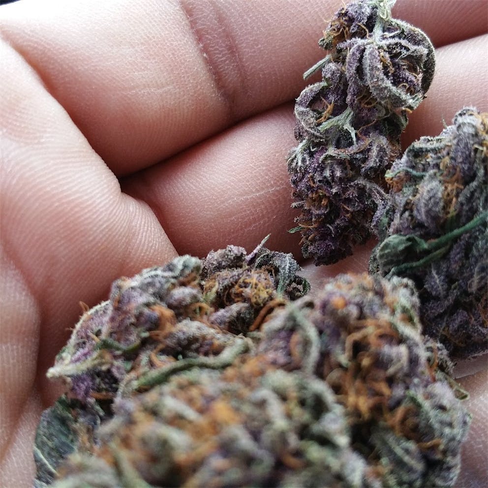 Photos of Double Purple Doja Weed Strain Buds | Leafly