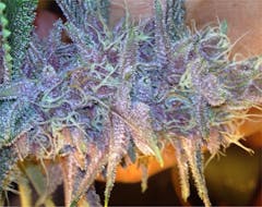 User uploaded image of Double Purple Doja