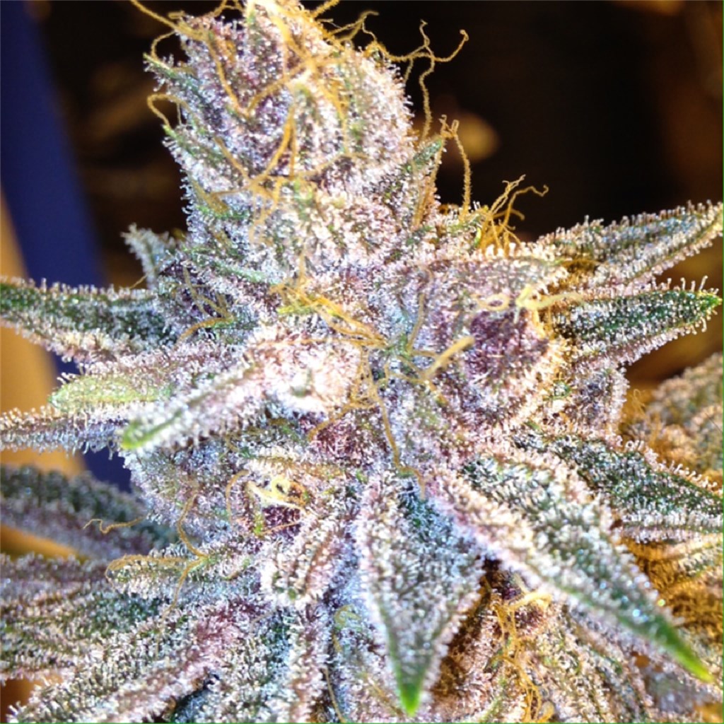 double-purple-doja__primary_55c4.jpg