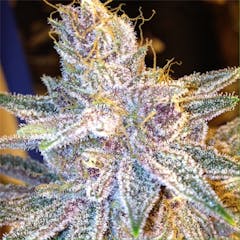 User uploaded image of Double Purple Doja