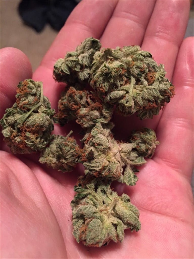 Dr. Funk aka Sweet Funk, Da Funk Weed Strain Information Leafly