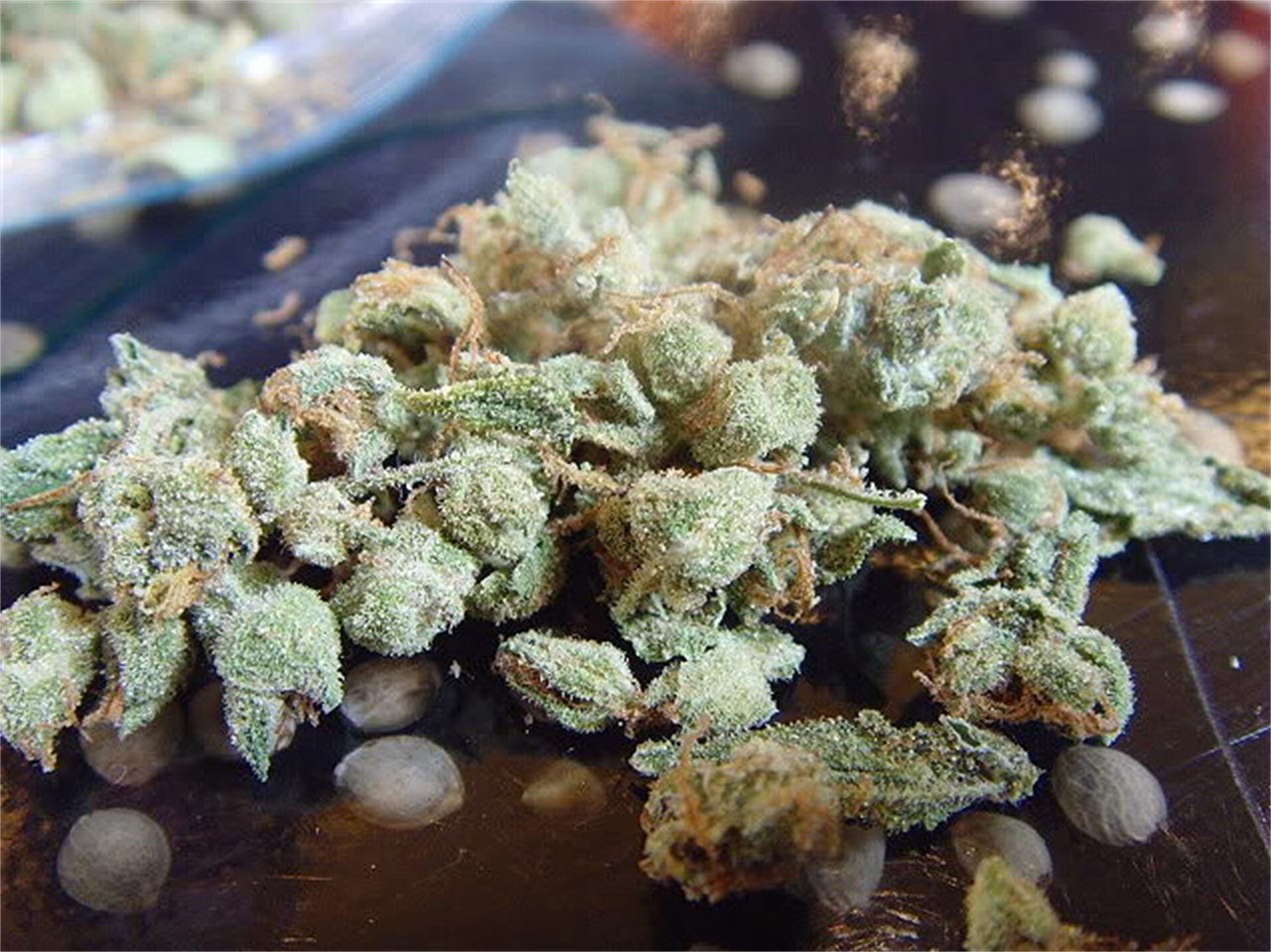 Photos of Dr. Grinspoon Weed Strain Buds | Leafly