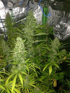 User uploaded image of Dr. Grinspoon