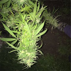 User uploaded image of Dr. Grinspoon