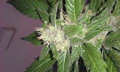 User uploaded image of Dr. Grinspoon