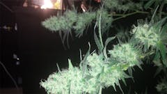 User uploaded image of Dr. Grinspoon